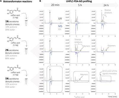 Chemoenzymatic Synthesis of Complex Phenylpropanoid Derivatives by the Botrytis cinerea Secretome and Evaluation of Their Wnt Inhibition Activity